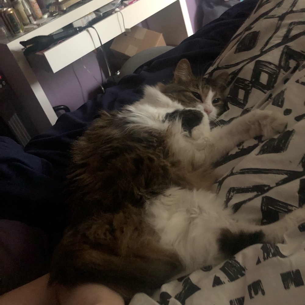 Meet your Posher, Carree